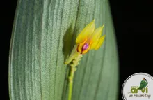 Lepanthes orquidea miniatura